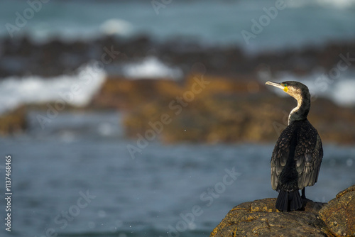 White-breasted cormorant (Phalacrocorax lucidus) on rocks along the Agulhas coastline. (L'Agulhas), Overberg, Western Cape. South Africa photo