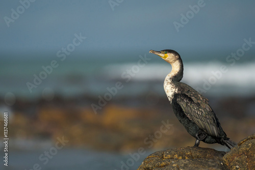 White-breasted cormorant (Phalacrocorax lucidus) on rocks along the Agulhas coastline. (L'Agulhas), Overberg, Western Cape. South Africa