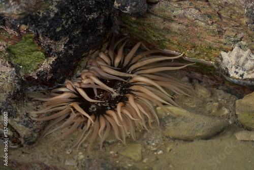 Sea anemone sp. In a rock pool along the Agulhas (L'Agulhas) coastline. Overberg, Western Cape. South Africa