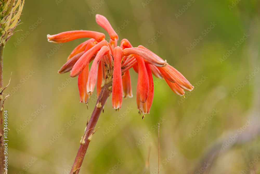 Aloe sp, flower. Agulhas (L'Agulhas), Overberg, Western Cape. South Africa Aloe sp, flower. Agulhas (L'Agulhas), Overberg, Western Cape. South Africa