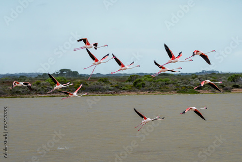 Greater flamingo (Phoenicopterus roseus) flock flying. Agulhas (L'Agulhas), Overberg, Western Cape. South Africa