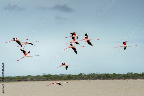 Greater flamingo (Phoenicopterus roseus) flock flying. Agulhas (L'Agulhas), Overberg, Western Cape. South Africa