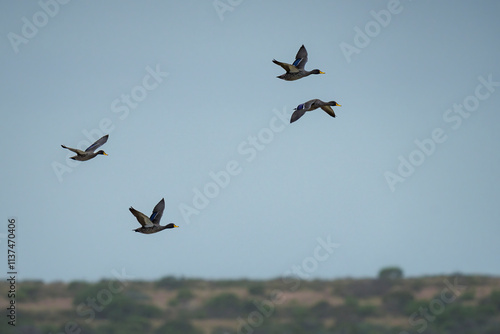 Southern yellow-billed duck (Anas undulata undulata) flock flying. Agulhas (L'Agulhas), Overberg, Western Cape. South Africa