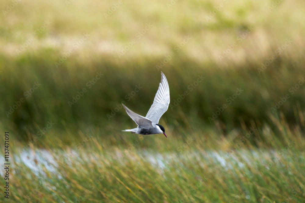 A whiskered tern (Chlidonias hybrida) fishing above a wetland near Struisbaai, Overberg, Western Cape. South Africa A whiskered tern (Chlidonias hybrida) fishing above a wetland near Struisbaai, Overberg, Western Cape. South Africa
