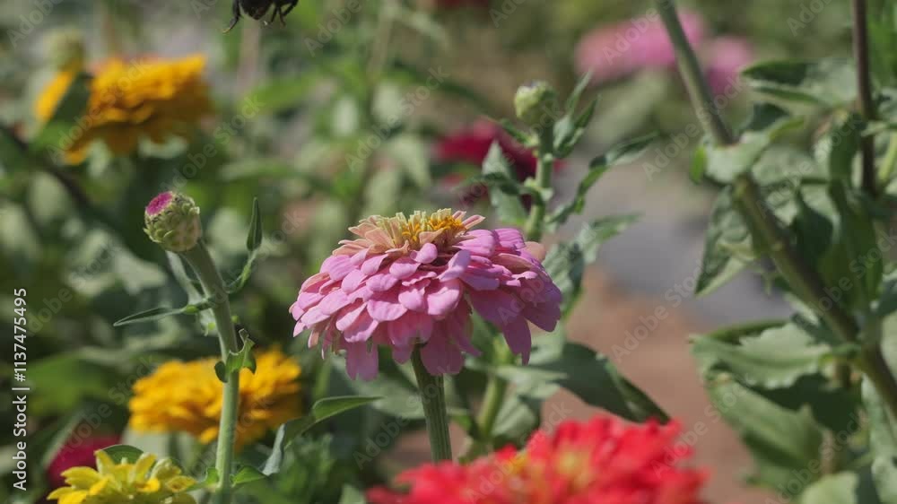 A bumble bee collects pollen from a pink zinnia and flies away, slow motion A bumble bee collects pollen from a pink zinnia and flies away, slow motion