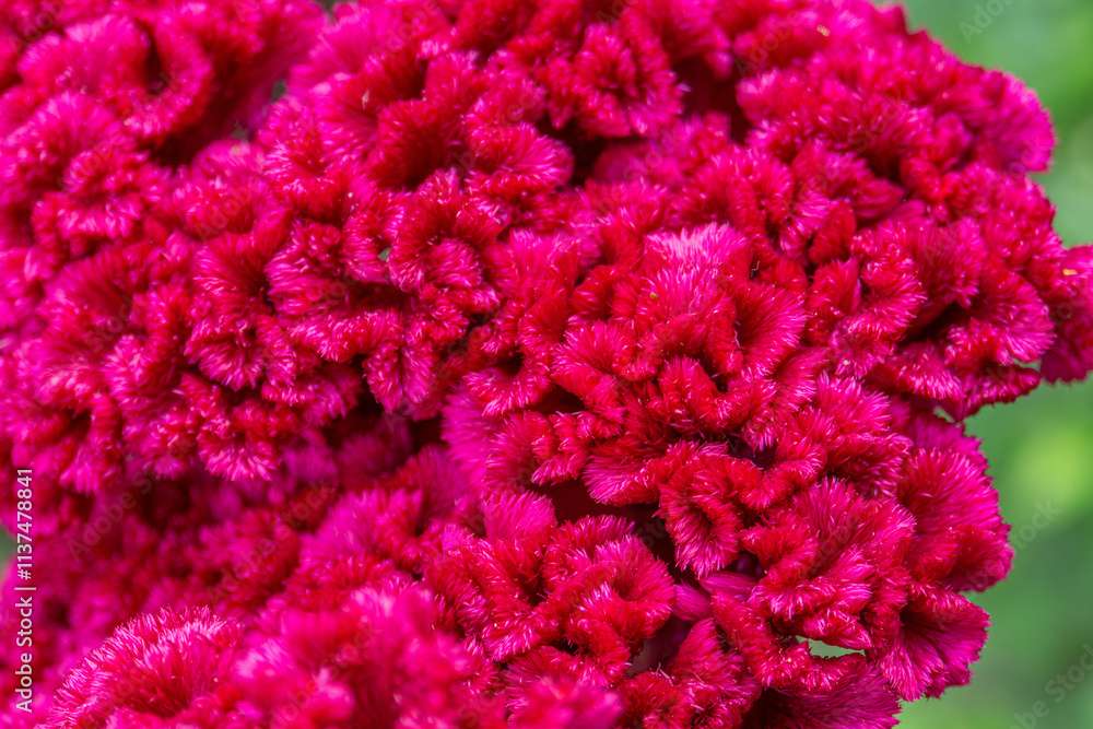 Macro photo of the unique Celosia Cristata flower. Ideal for botanical enthusiasts and garden-themed designs, the close-up view highlights the beauty and complexity of this captivating flower species. Macro photo of the unique Celosia Cristata flower. Ideal for botanical enthusiasts and garden-themed designs, the close-up view highlights the beauty and complexity of this captivating flower species.