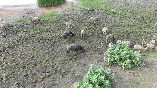 Villagers in the interior of Lombok, Indonesia mostly raise buffalo.  Buffalo are raised for sale and consumption of meat