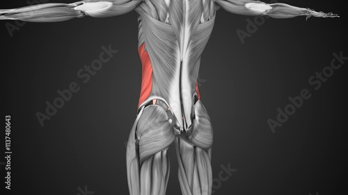 Female external oblique muscle anatomy