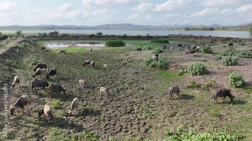 Villagers in the interior of Lombok, Indonesia mostly raise buffalo.  Buffalo are raised for sale and consumption of meat