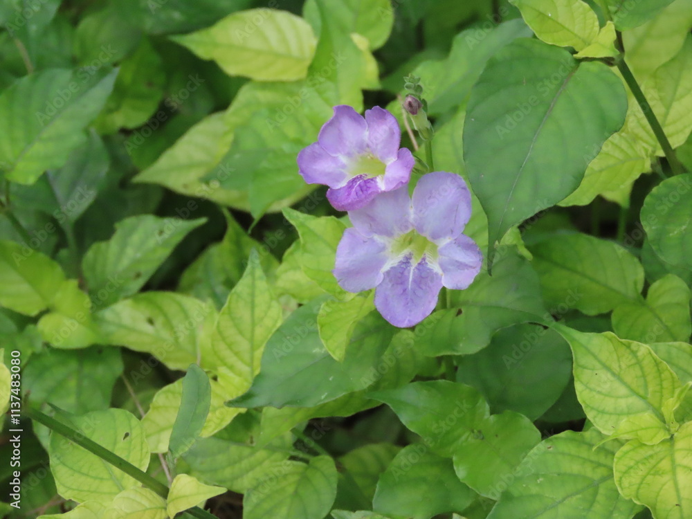 Fototapeta premium 開花した紫色のツノグサの花