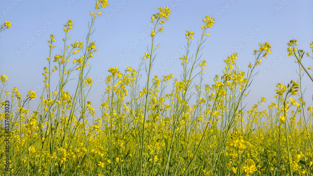 Canola flower field with blue sky in spring, closeup of photo Canola flower field with blue sky in spring, closeup of photo