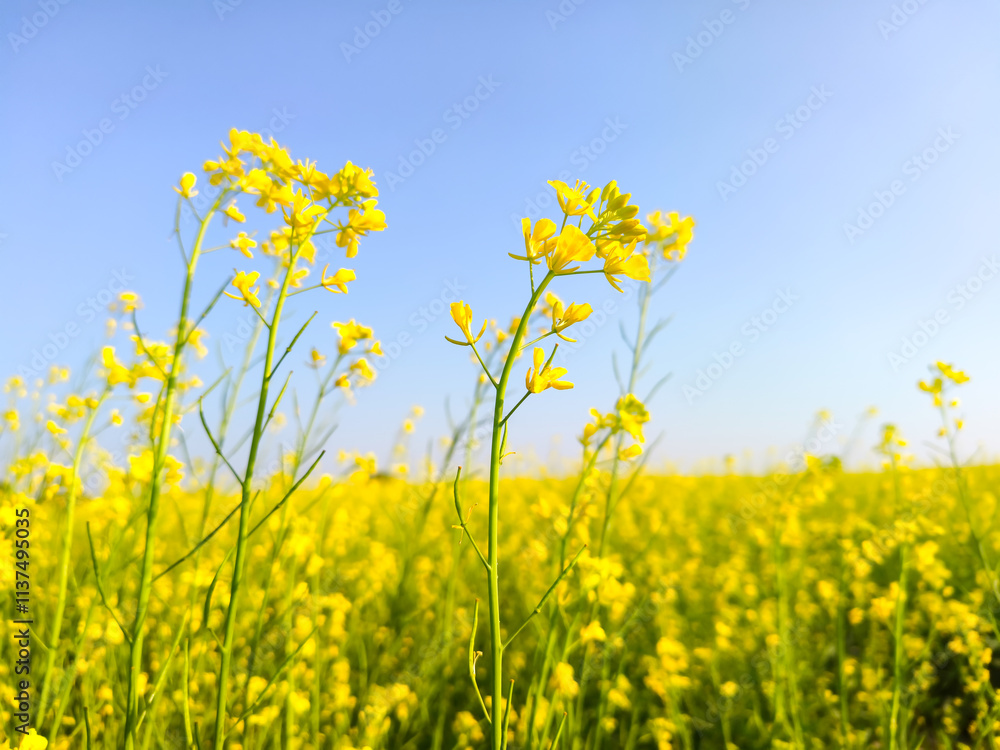 Rapeseed field with blue sky in wintertime. Nature background. Rapeseed field with blue sky in wintertime. Nature background.