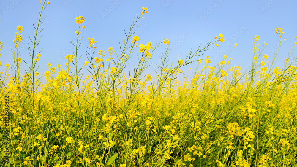 Rapeseed field with blue sky in wintertime, closeup of photo Rapeseed field with blue sky in wintertime, closeup of photo