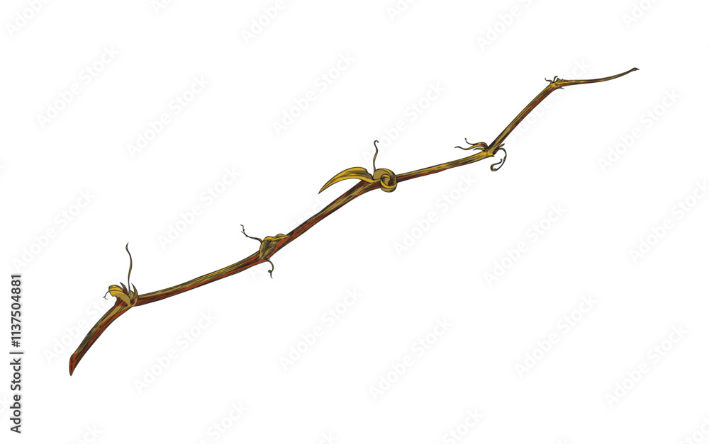 Long brown branch with young shoots, small leaves. Long brown branch with young shoots, small leaves.