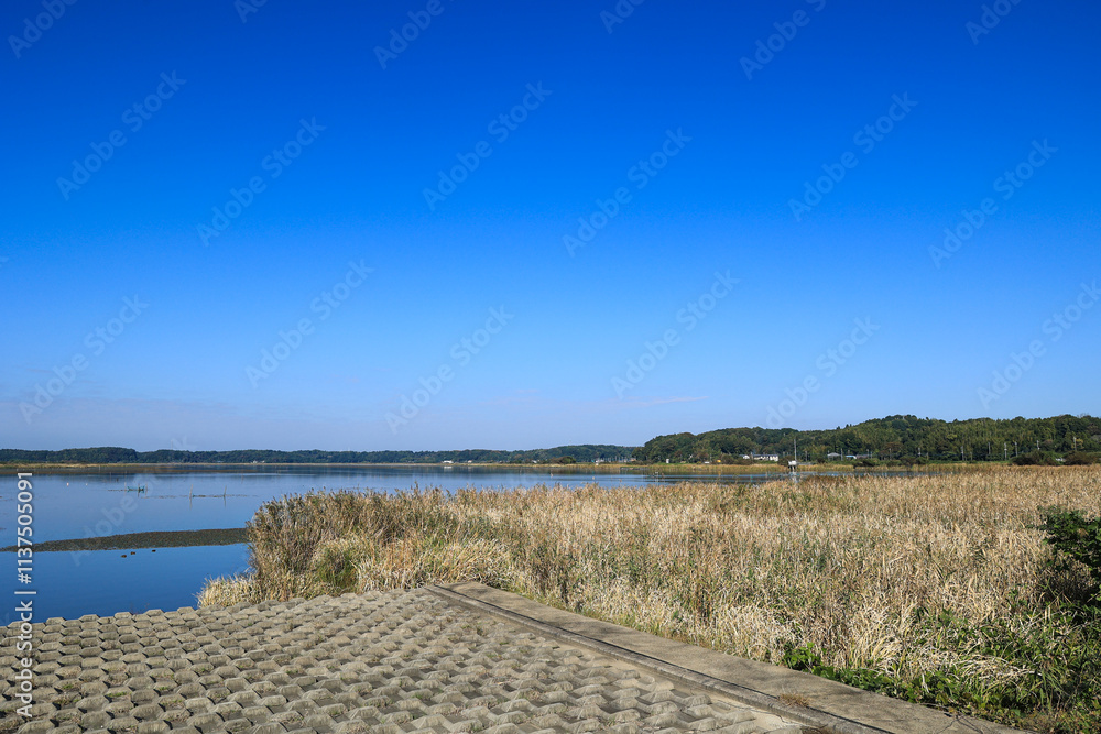 Fototapeta premium 印旛沼の青空快晴風景