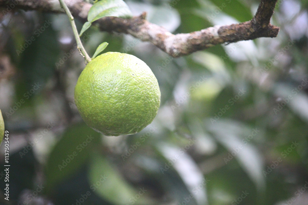 A cluster of unripe green oranges hangs from a branch with lush green leaves A cluster of unripe green oranges hangs from a branch with lush green leaves