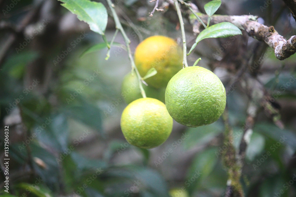 A cluster of unripe green oranges hangs from a branch with lush green leaves A cluster of unripe green oranges hangs from a branch with lush green leaves