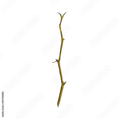 Vector illustration depicting a color sketch of a sprig of physalis on a white background