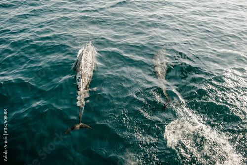 Dolphins swimming along side a boat in Komodo national park in Indonesia