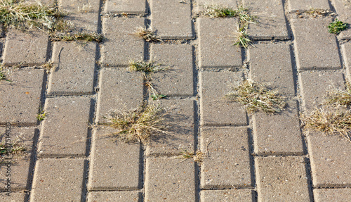 A brick walkway with weeds growing out of the cracks photo