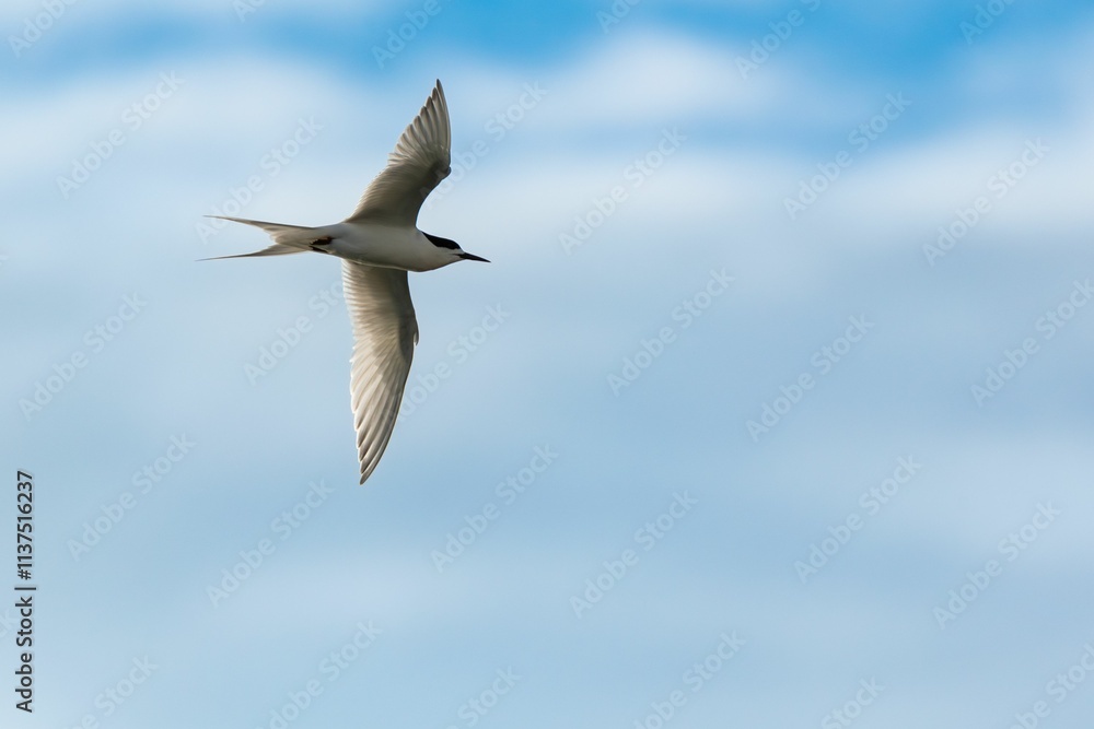 Fototapeta premium Graceful tern in flight against a soft blue sky, showcasing its elegant wingspan.