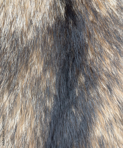 The fur is brown and black photo