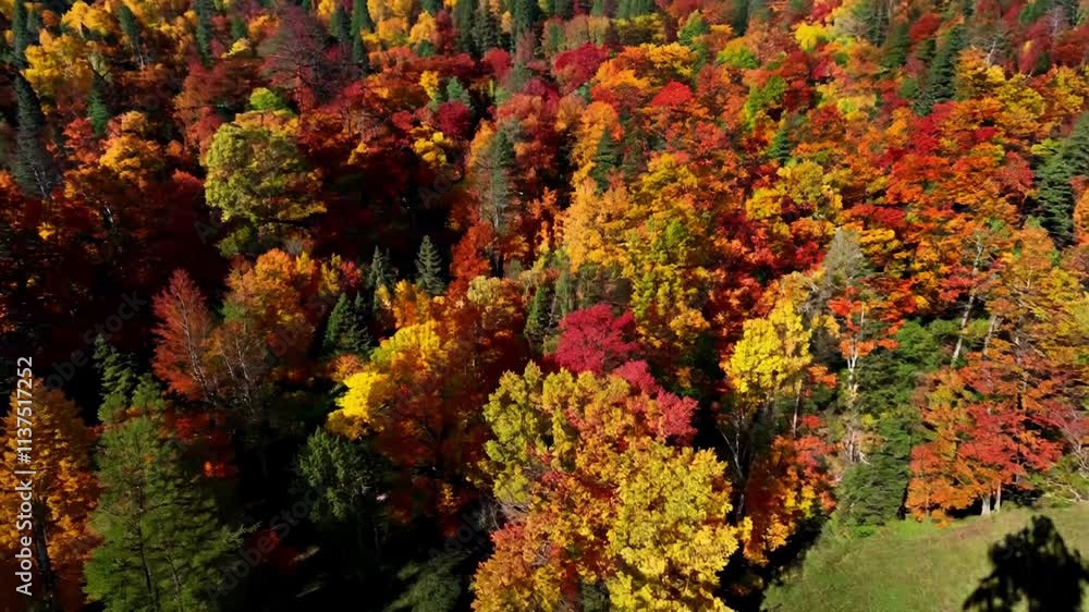 An aerial view of a vibrant forest with red, orange, and yellow leaves showcases the beauty of autumn. The colors are vivid and highlight seasonal change in nature. An aerial view of a vibrant forest with red, orange, and yellow leaves showcases the beauty of autumn. The colors are vivid and highlight seasonal change in nature.