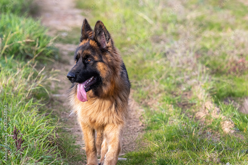 German Shepherd breed dog, walking head-on along a path. German Shepherd breed dog, walking head-on along a path.