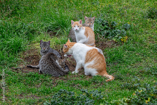 Colony of stray cats in the meadow.