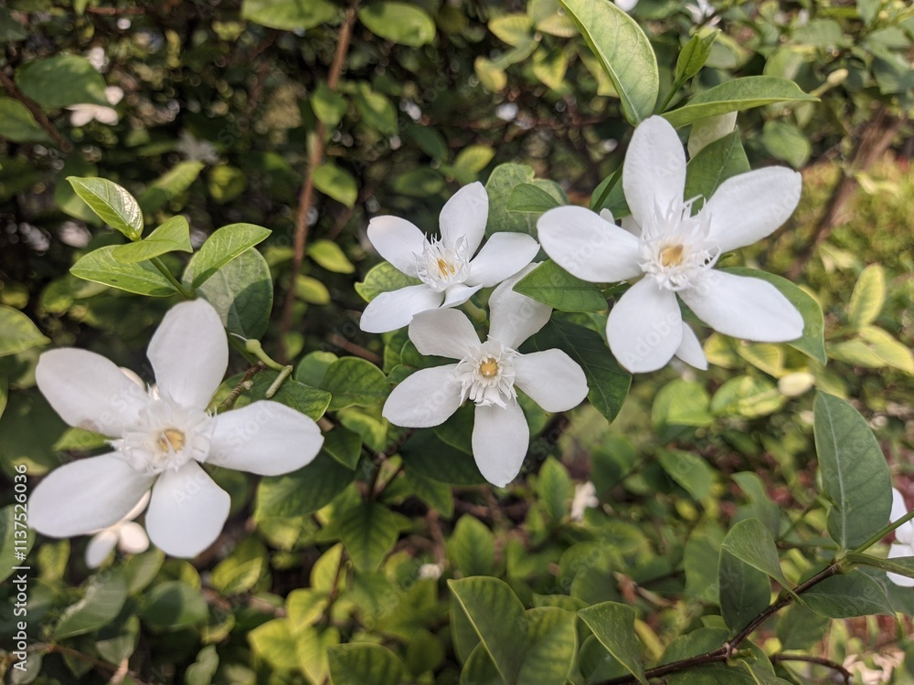 Obraz premium white arabian jasmine sambac, beautifull tiny white flower in close up perspective 