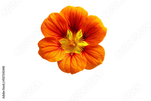 Wallpaper Mural orange flower isolated on white background Torontodigital.ca
