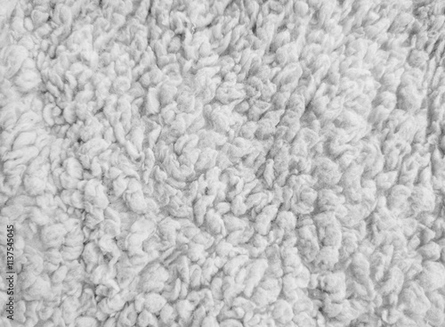white Wool surface blanket carpet photographed in close-up in white sheep color feel the material texture