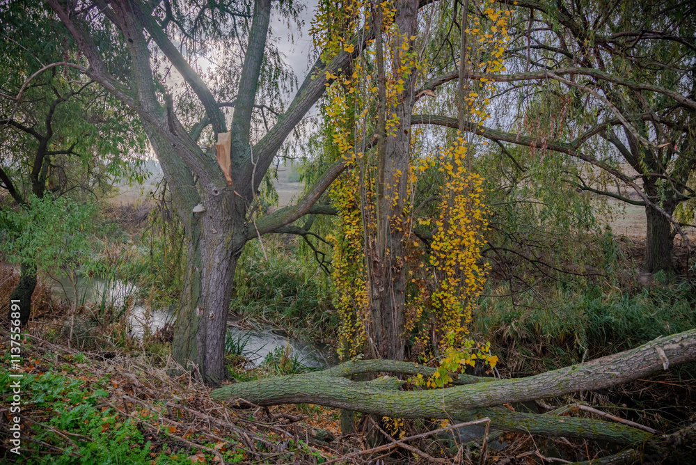 campo estacion de invierno con arboles y paisajes naturales