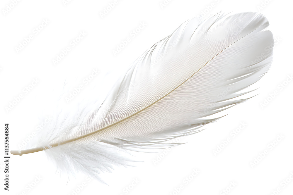 Obraz premium White Feather (Transparent Background).