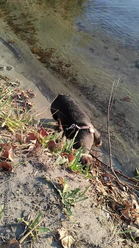 Wire-haired dachshund wearing a collar and leash exploring a sandy shore covered with leaves and grass.