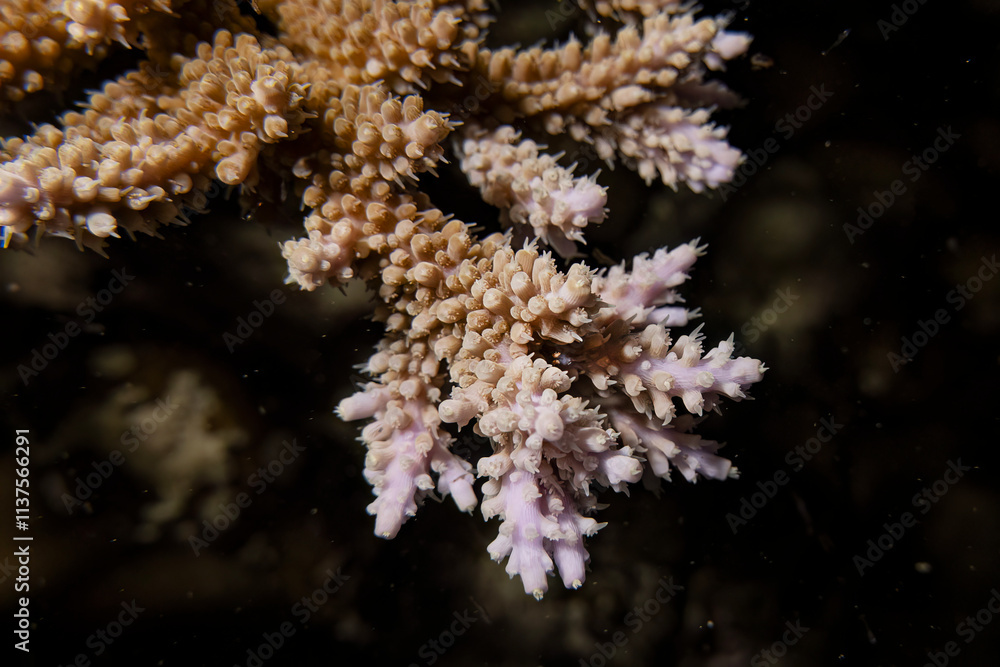 Fototapeta premium Beautiful close up macro staghorn coral underwater photography marine biology ecosytem in deep dive blue sea water landscape background in scuba diving activity