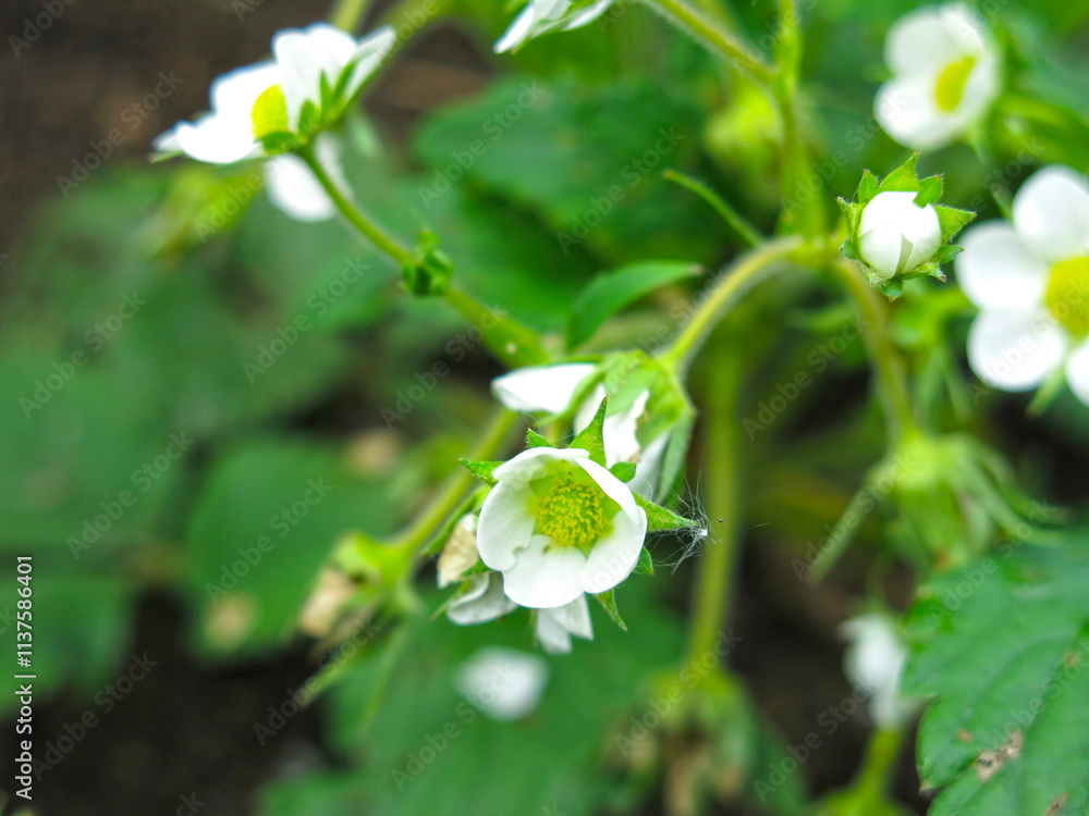 strawberry bushes bloom in the spring in the beds strawberry bushes bloom in the spring in the beds