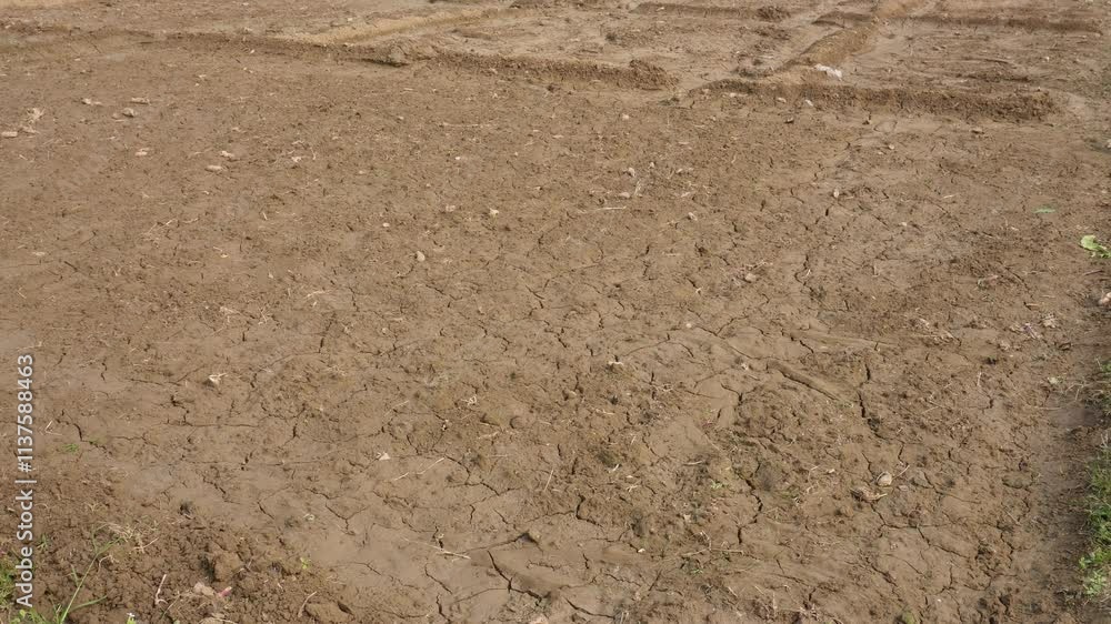 New plants are coming out on agriculture field New plants are coming out on agriculture field