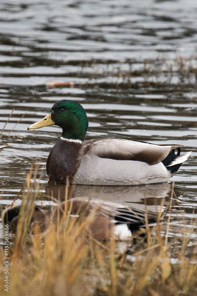 Obraz premium Mallard duck male swimming on a lake