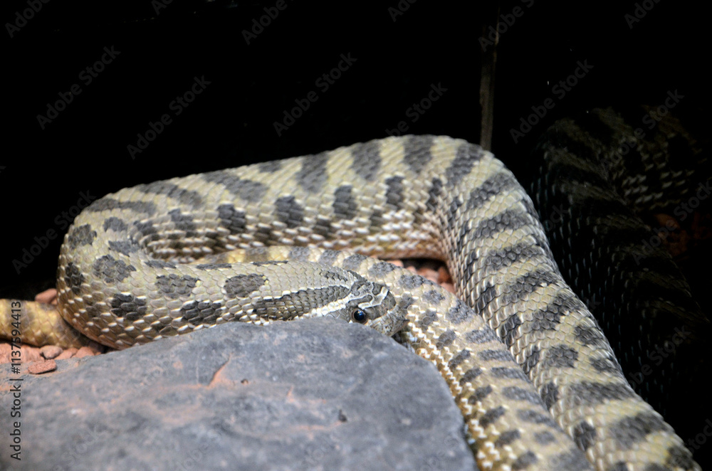 Fototapeta premium セイブシシバナヘビ