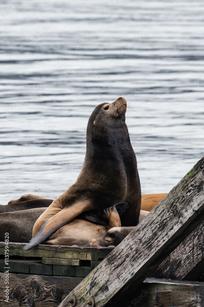 Fototapeta premium Sea lions relaxing on a wooden pier in British Columbia, Canada