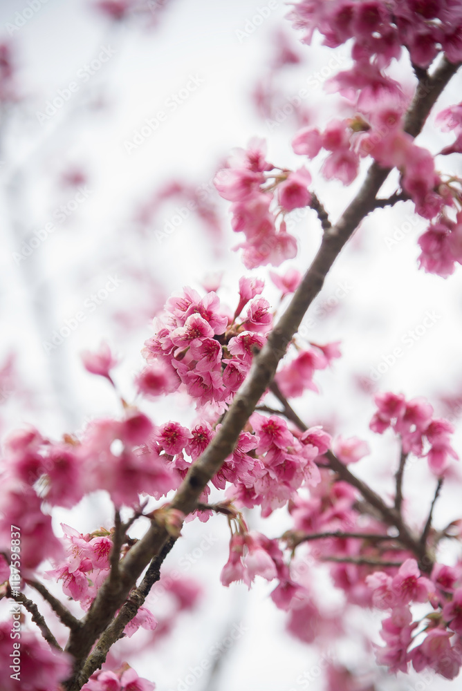 Background of pink color flower sakura blossom Background of pink color flower sakura blossom
