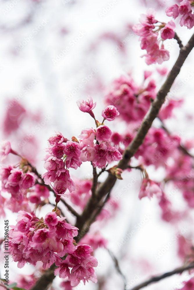Background of pink color flower sakura blossom Background of pink color flower sakura blossom