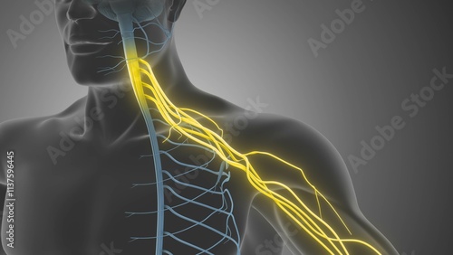 Brachial Plexus Shoulder Nerve Pathways and Structure Overview photo