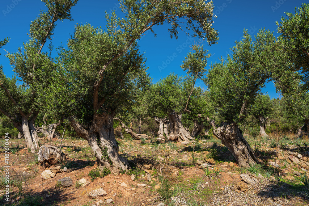 Old olive grove with knotty trunks. Dry ground under trees, clear blue sky above them. An atmosphere of silence and warmth. Mallorca, Majorca, Balearic Islands. Spain Old olive grove with knotty trunks. Dry ground under trees, clear blue sky above them. An atmosphere of silence and warmth. Mallorca, Majorca, Balearic Islands. Spain
