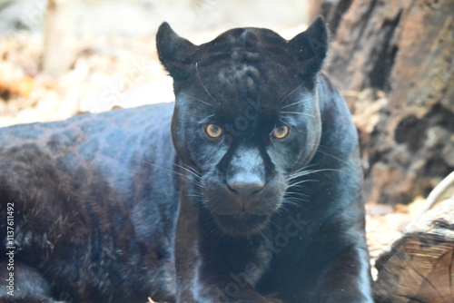 漆黒の美しきハンター　黒ヒョウ photo