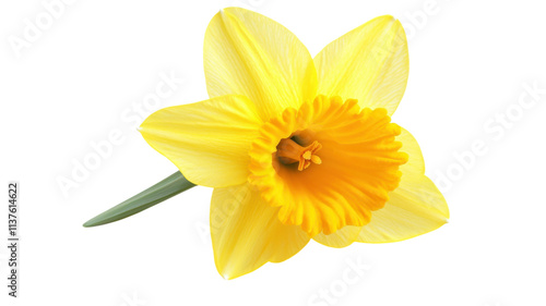 A Bright Yellow Daffodil Flower in Full Bloom Perfect for Spring Decoration and Gardening Inspiration.