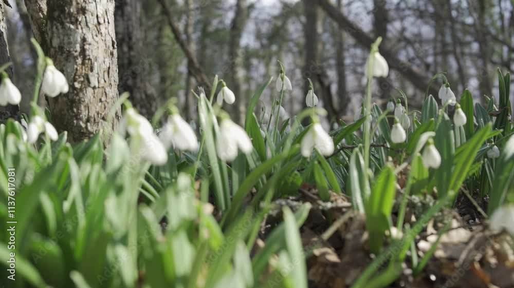 White snowdrops in the early spring in the forest. Beautiful footage of galanthus commonly known as snowdrop. HLG BT.2020 White snowdrops in the early spring in the forest. Beautiful footage of galanthus commonly known as snowdrop. HLG BT.2020