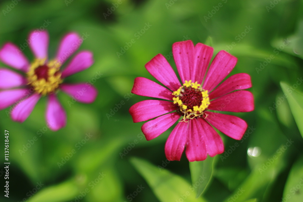 there are two pink flowers that are blooming in the garden there are two pink flowers that are blooming in the garden
