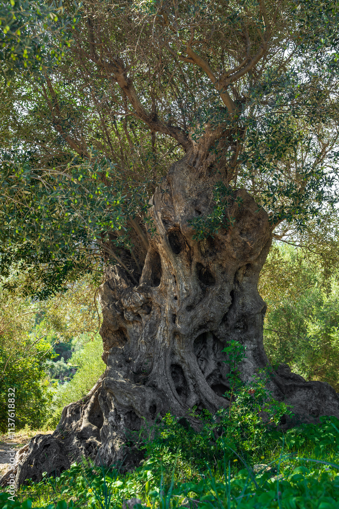 Crooked olive tree with bent trunk covered with deep cracks that give it bizarre shape. Silvery green leaves glisten in sun. Living symbol of time and resilience Crooked olive tree with bent trunk covered with deep cracks that give it bizarre shape. Silvery green leaves glisten in sun. Living symbol of time and resilience
